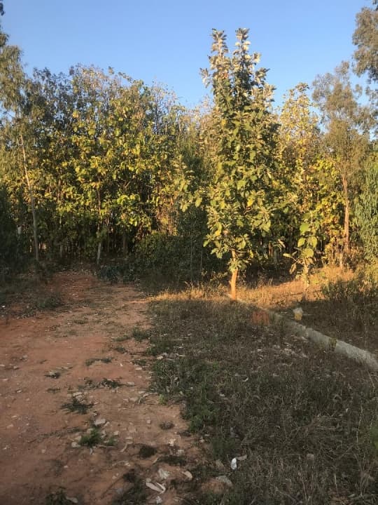 Plot / Site photo 3