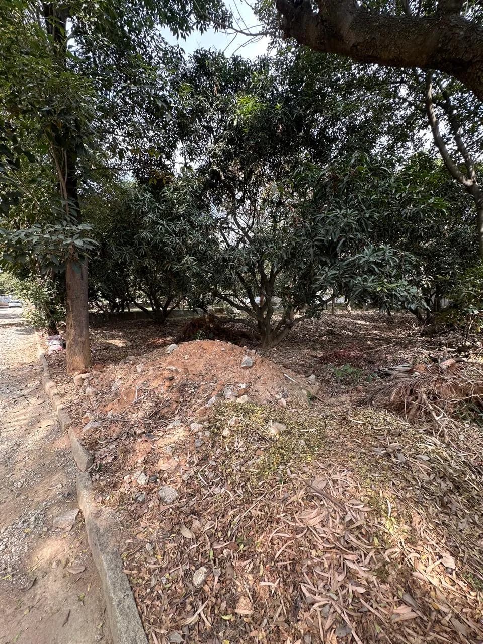 Plot / Site photo 4