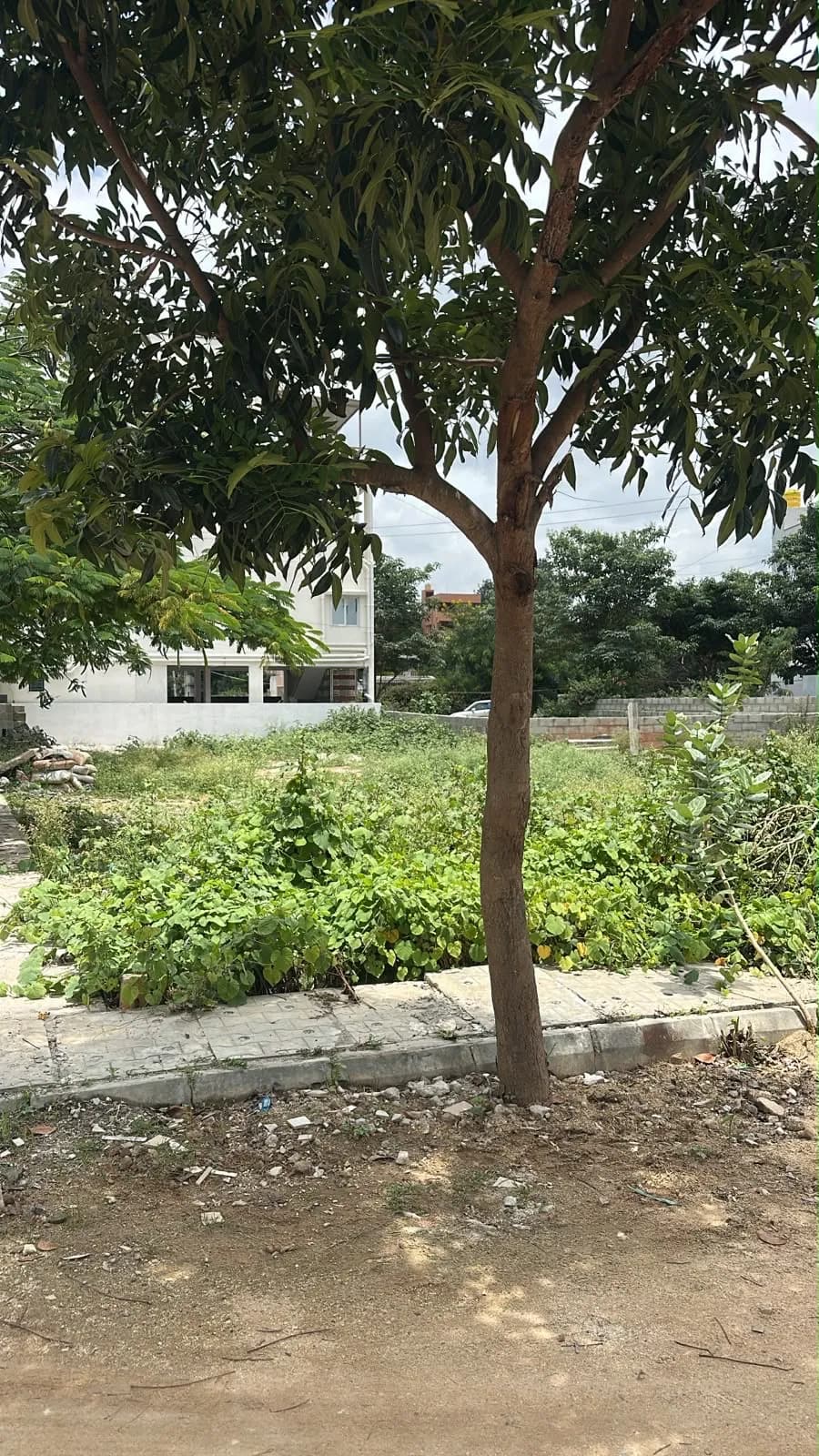 Plot / Site photo 2